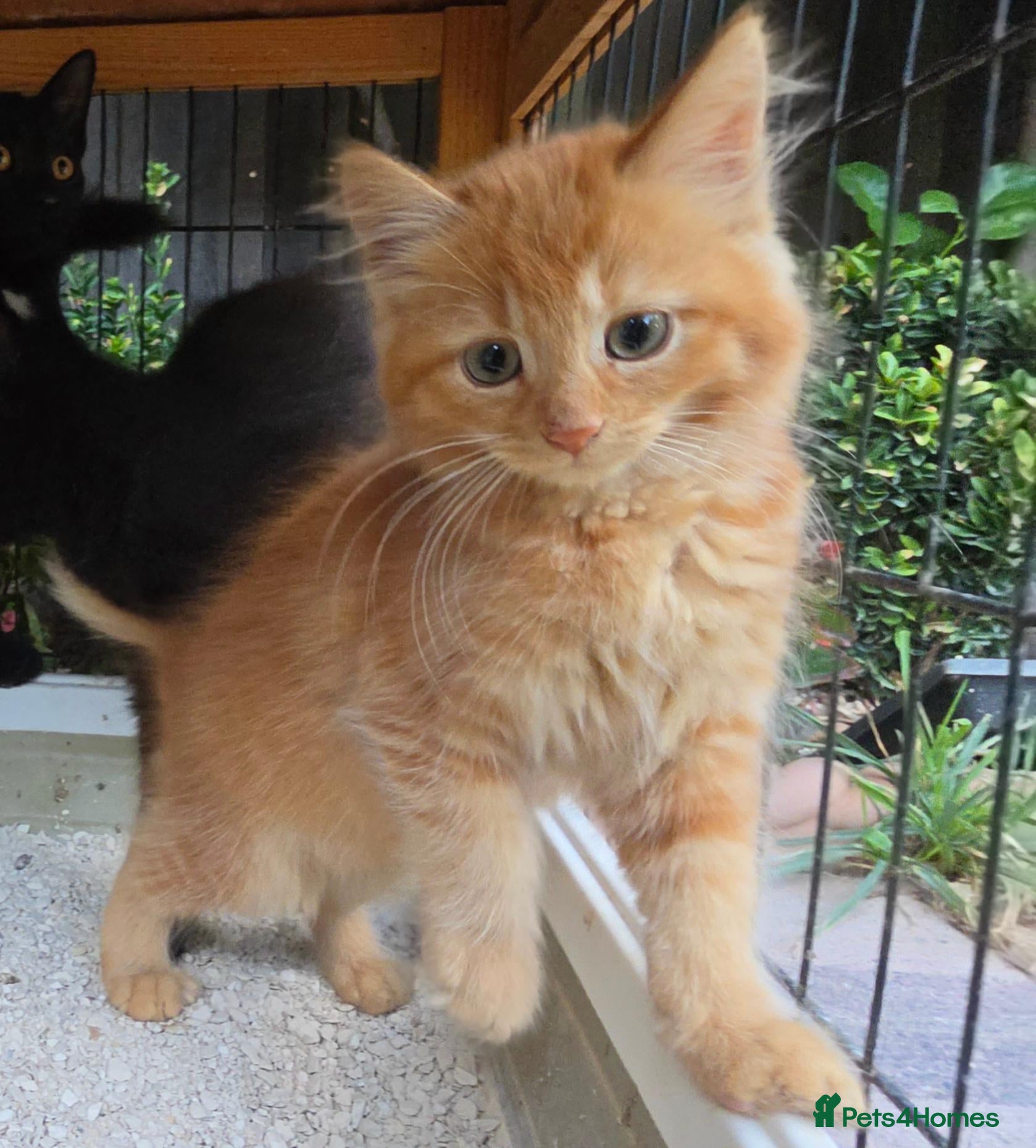 Persian cats Lovely half persian kitten - Advert 1