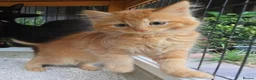 Persian cats for sale: Lovely half persian kitten - Advert 1
