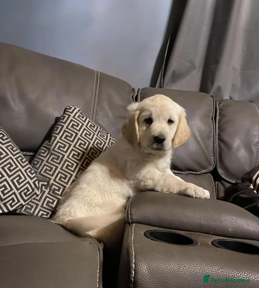 Golden Retriever dogs for sale: Delightful litter of golden retriever  in Baldock - Advert 6