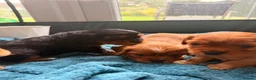 Cavapoochon dogs for sale: Cavalier King Charles Spaniel / Cavapooshon pups - Advert 18