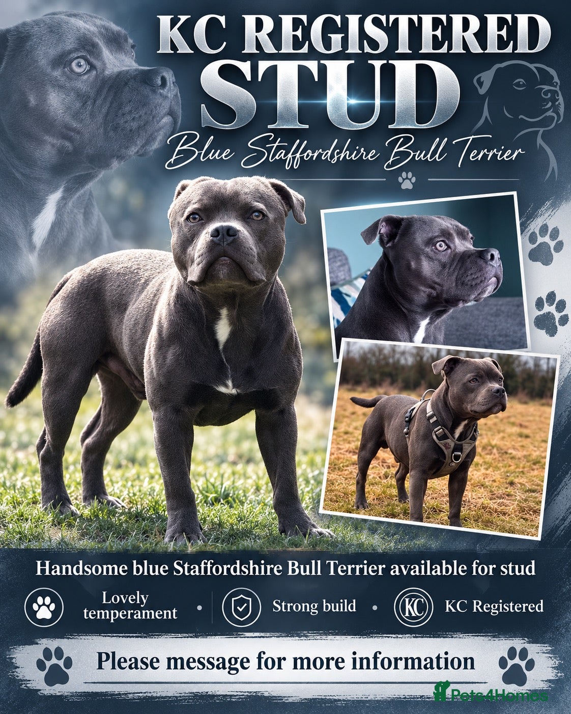 Staffordshire Bull Terrier dogs KC registered Staffordshire bull terrier for stud  - Advert 1