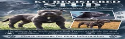 Staffordshire Bull Terrier dogs for stud: KC registered Staffordshire bull terrier for stud  in Bognor Regis - Advert 1