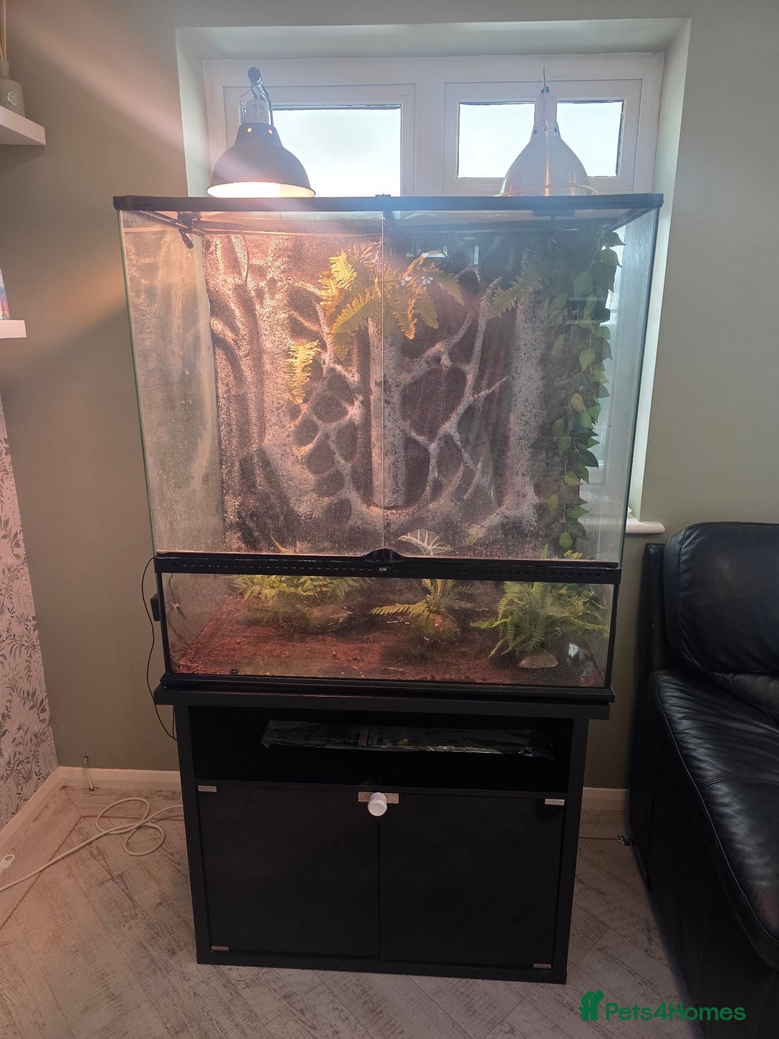 Gecko reptiles Female crested gecko & enclosure  - Advert 1