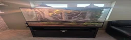 Gecko reptiles for sale: Female crested gecko & enclosure  - Advert 1