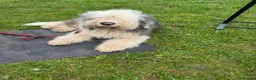 Old English Sheepdog dogs for stud: ollie - Advert 2