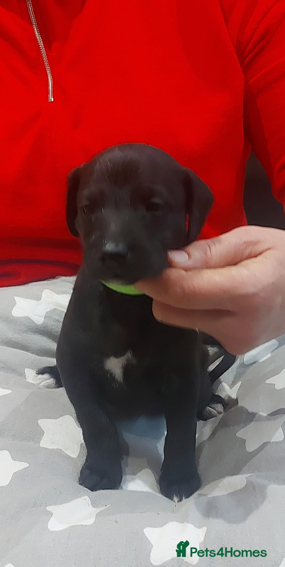 Mixed Breed dogs for sale: Gorgeous first cross Beddlington Whippet pups. - Advert 9