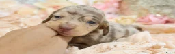 Miniature Dachshund dogs for sale: KC Miniature Dachshund Puppies - Advert 14