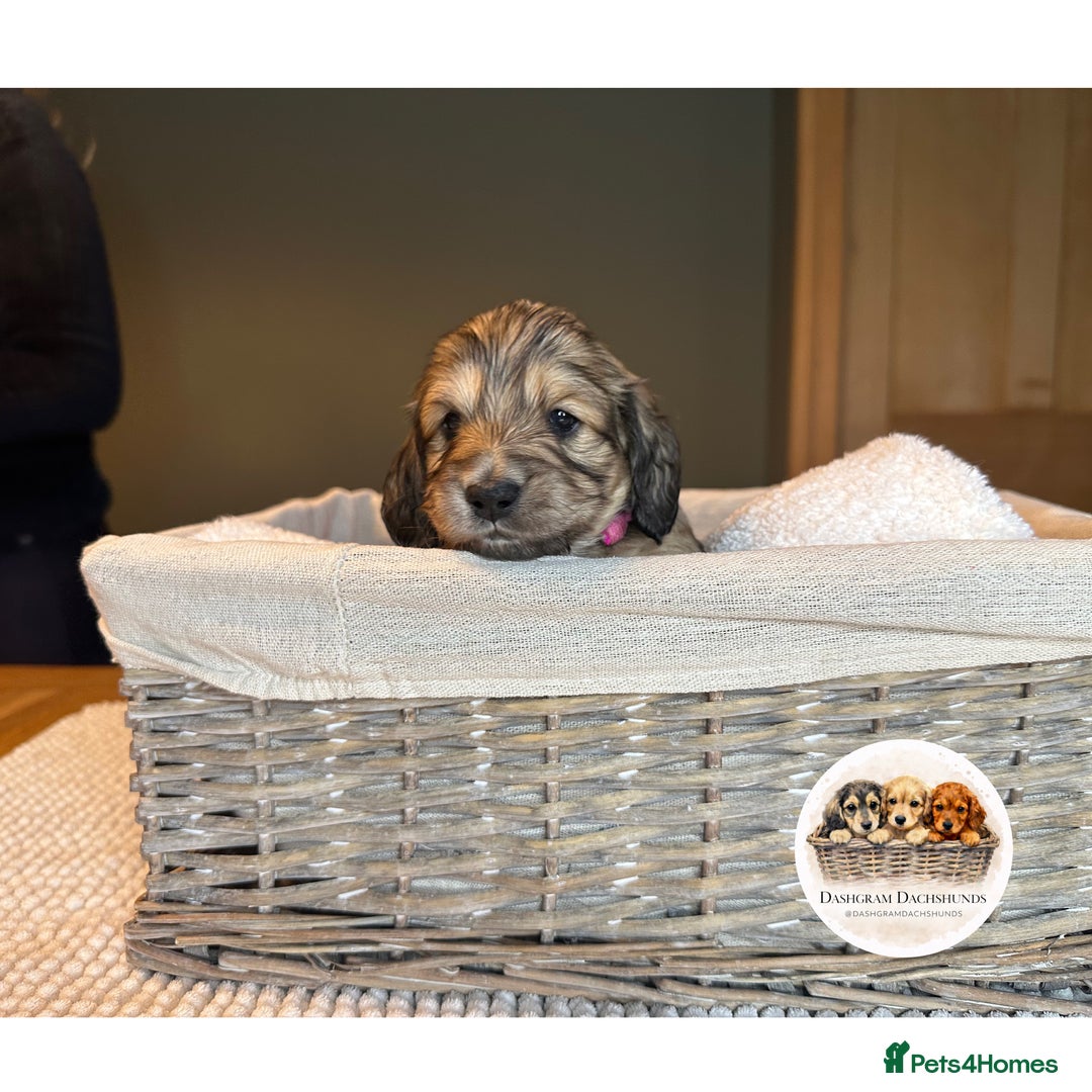 Miniature Dachshund dogs for sale: KC Long Haired Shaded Cream Miniature Dachshund - Advert 9