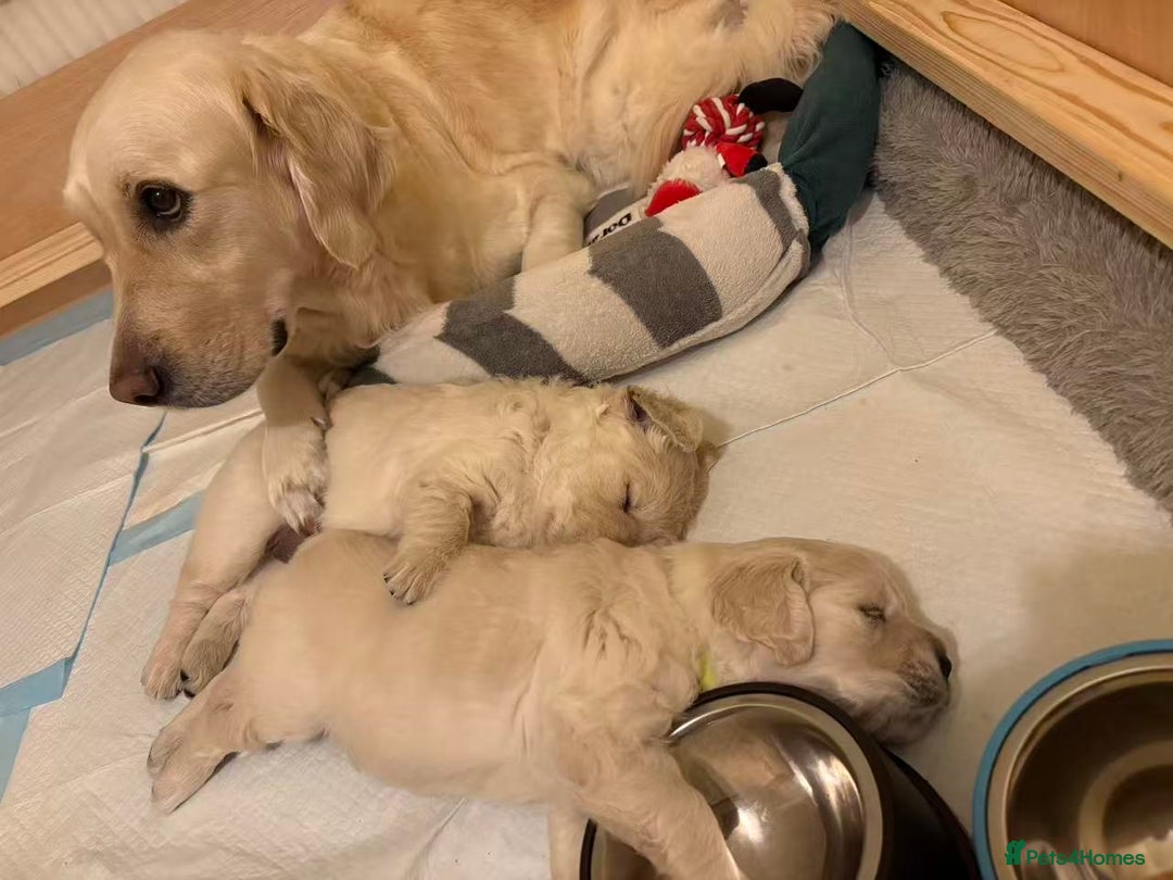 Golden Retriever dogs for sale: Golden Retriever Puppies - Advert 9