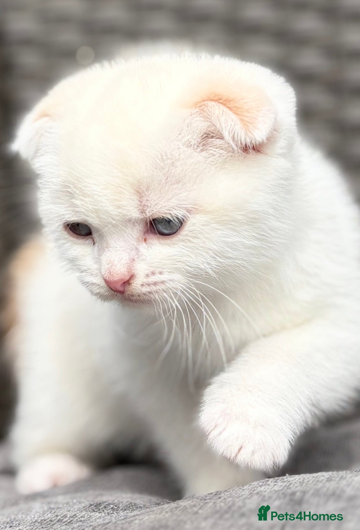 Scottish Fold cats Scottish fold kittens  - Advert 11