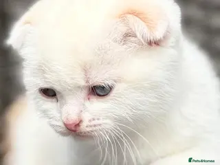 Scottish Fold cats Scottish fold kittens - Advert 11