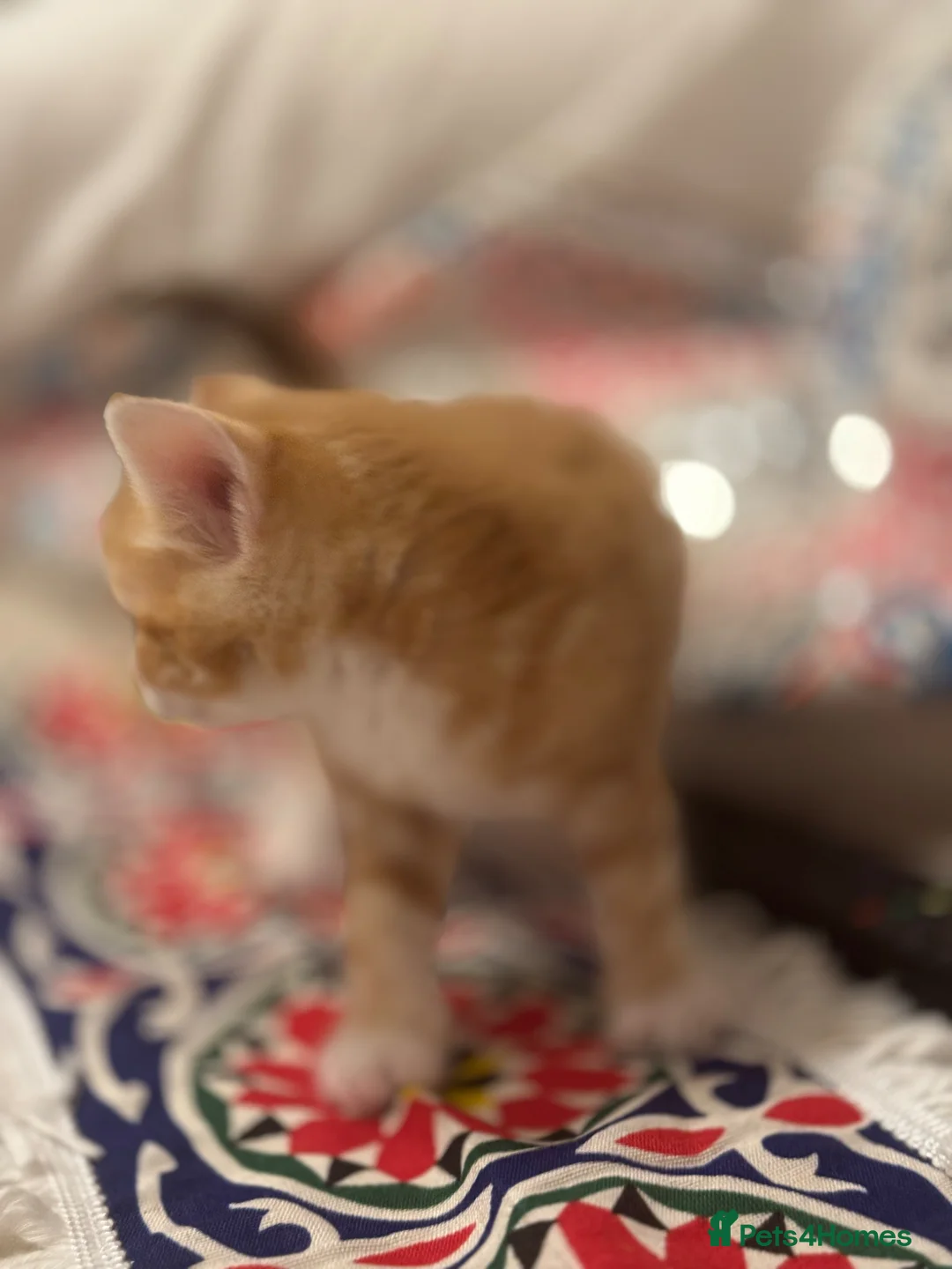 Mixed Breed cats for sale: Cute Ginger Kitten – Playful & Friendly in Reading - Advert 9