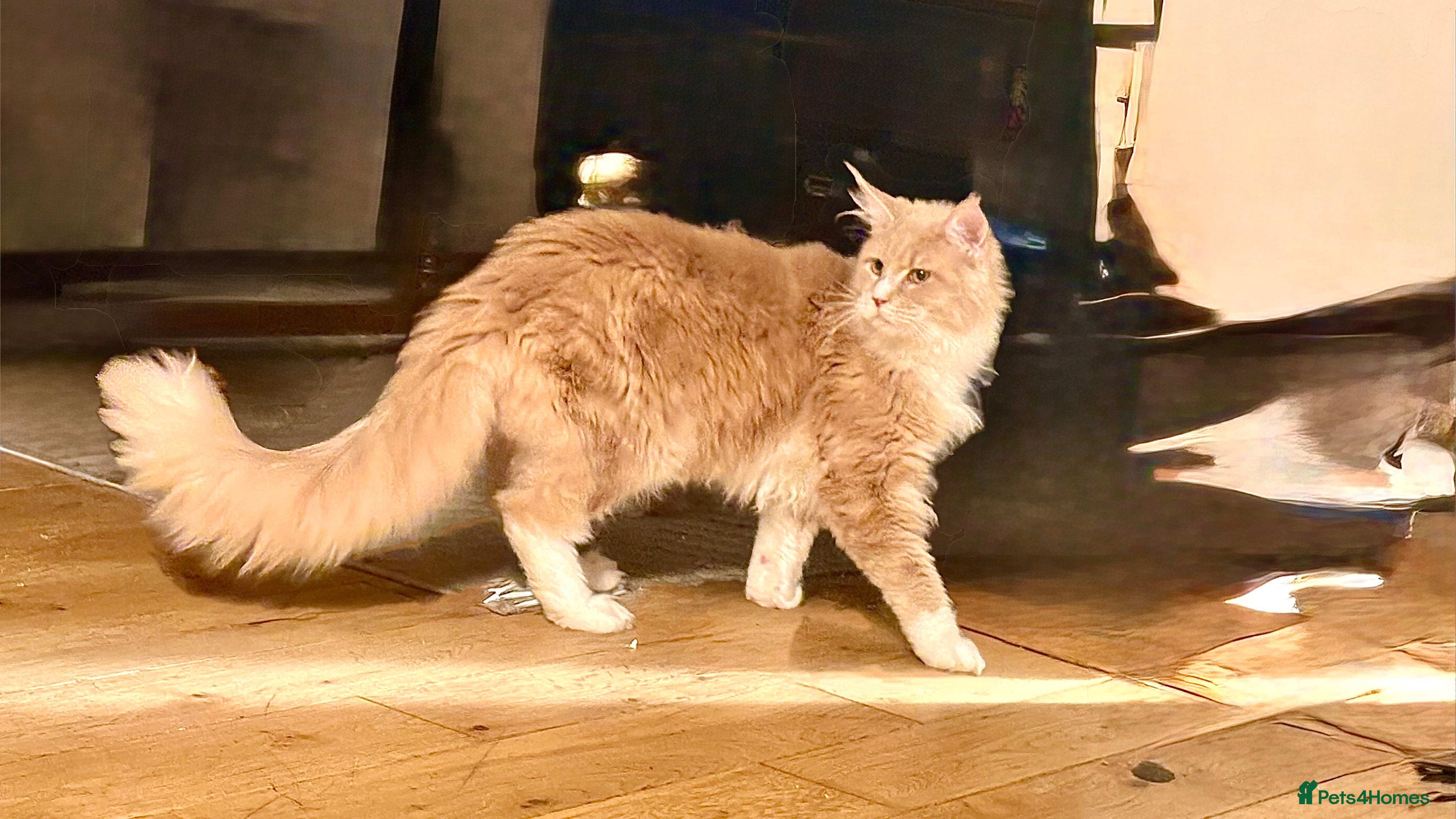 Maine Coon cats Maine coon xl - Advert 1