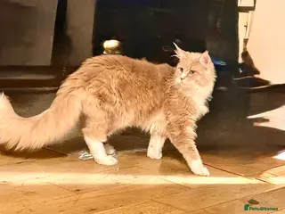 Maine Coon cats Maine coon xl - Advert 1