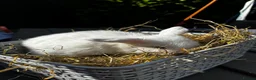 Mini Lop rabbits for sale: Pure breed Mini Lop bunnies  - Advert 5