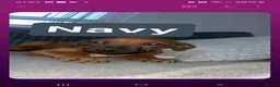 Rhodesian Ridgeback dogs for sale: Rhodesian ridgeback pups 1 girl 1 boy - Advert 2