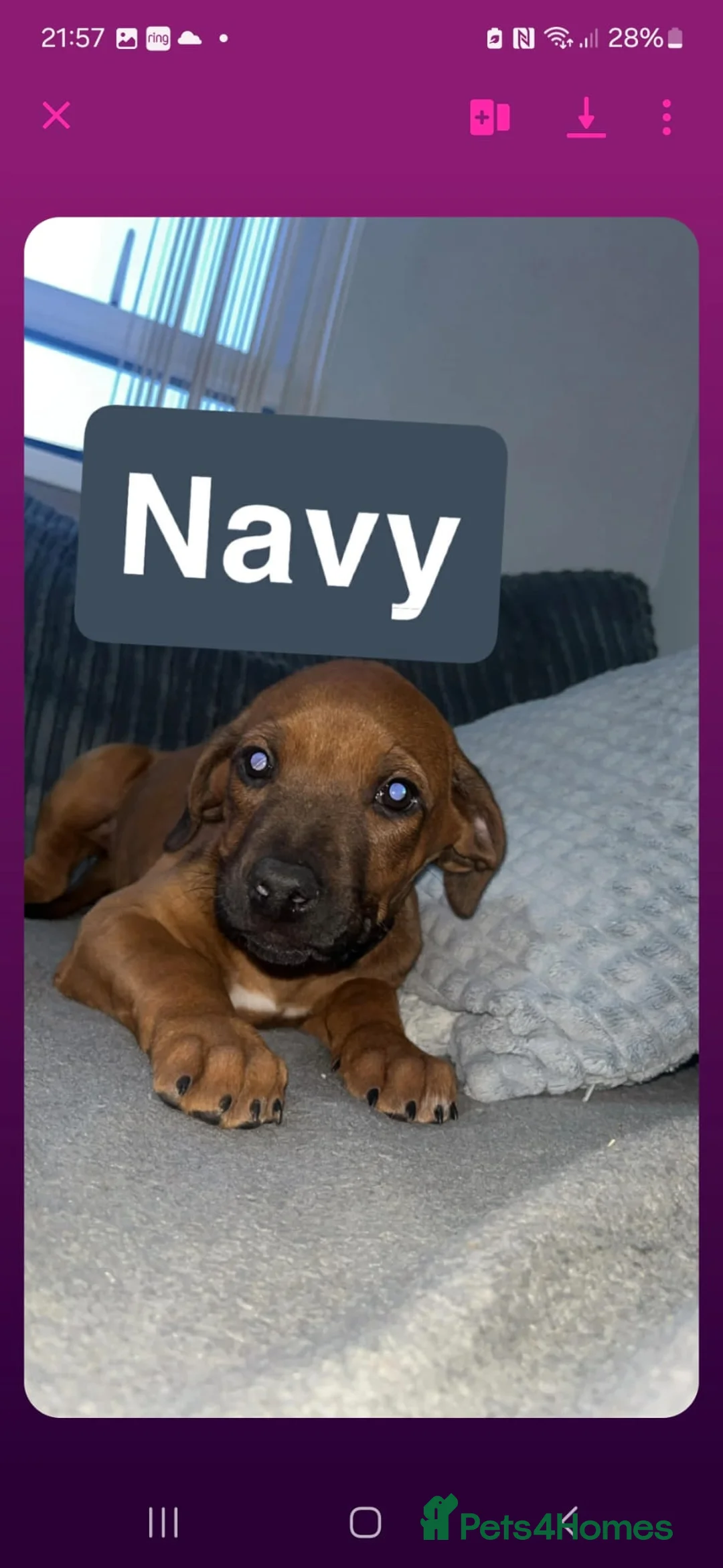 Rhodesian Ridgeback dogs for sale: Rhodesian ridgeback pups 1 girl 1 boy - Advert 2