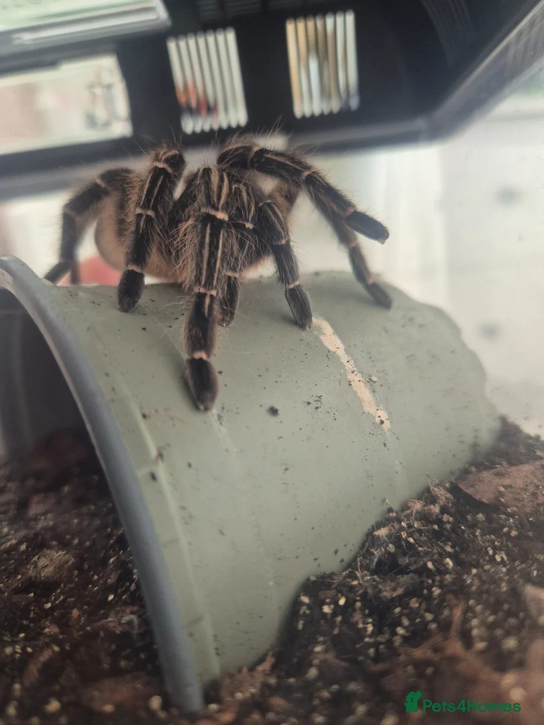 Tarantulas invertebrates for sale: 2 x tarantulas for sale - Advert 5