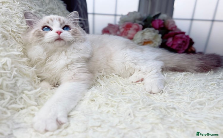 Ragdoll cats - Advert 6