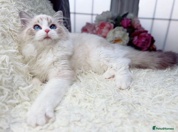 Ragdoll cats - Advert 2