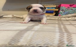 Mixed Breed dogs for sale: Staffie cross American bulldog chunky puppy’s  - Image 2