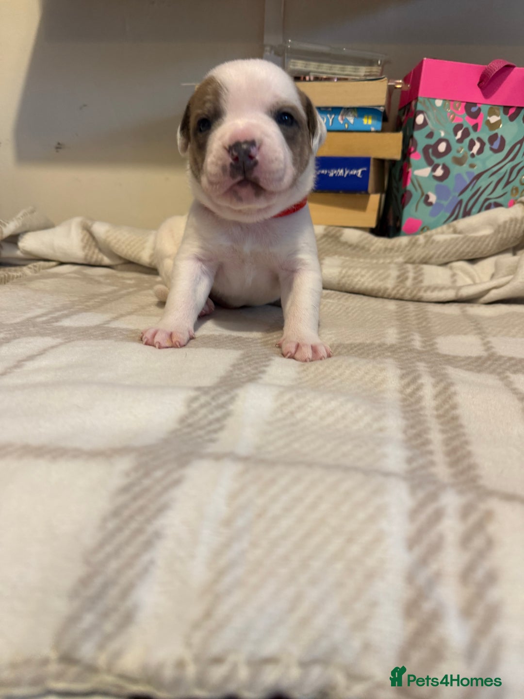 Mixed Breed dogs for sale: Staffie cross American bulldog chunky puppy’s  - Image 2