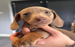 Miniature Dachshund dogs for sale: Ready to leave Mini Dachshund Puppies 🐶🤍  - Image 18