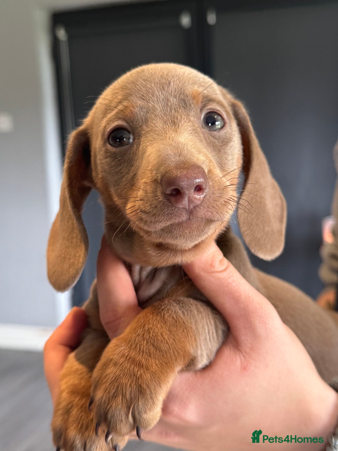 Miniature Dachshund dogs for sale: Ready to leave Mini Dachshund Puppies 🐶🤍  - Image 18