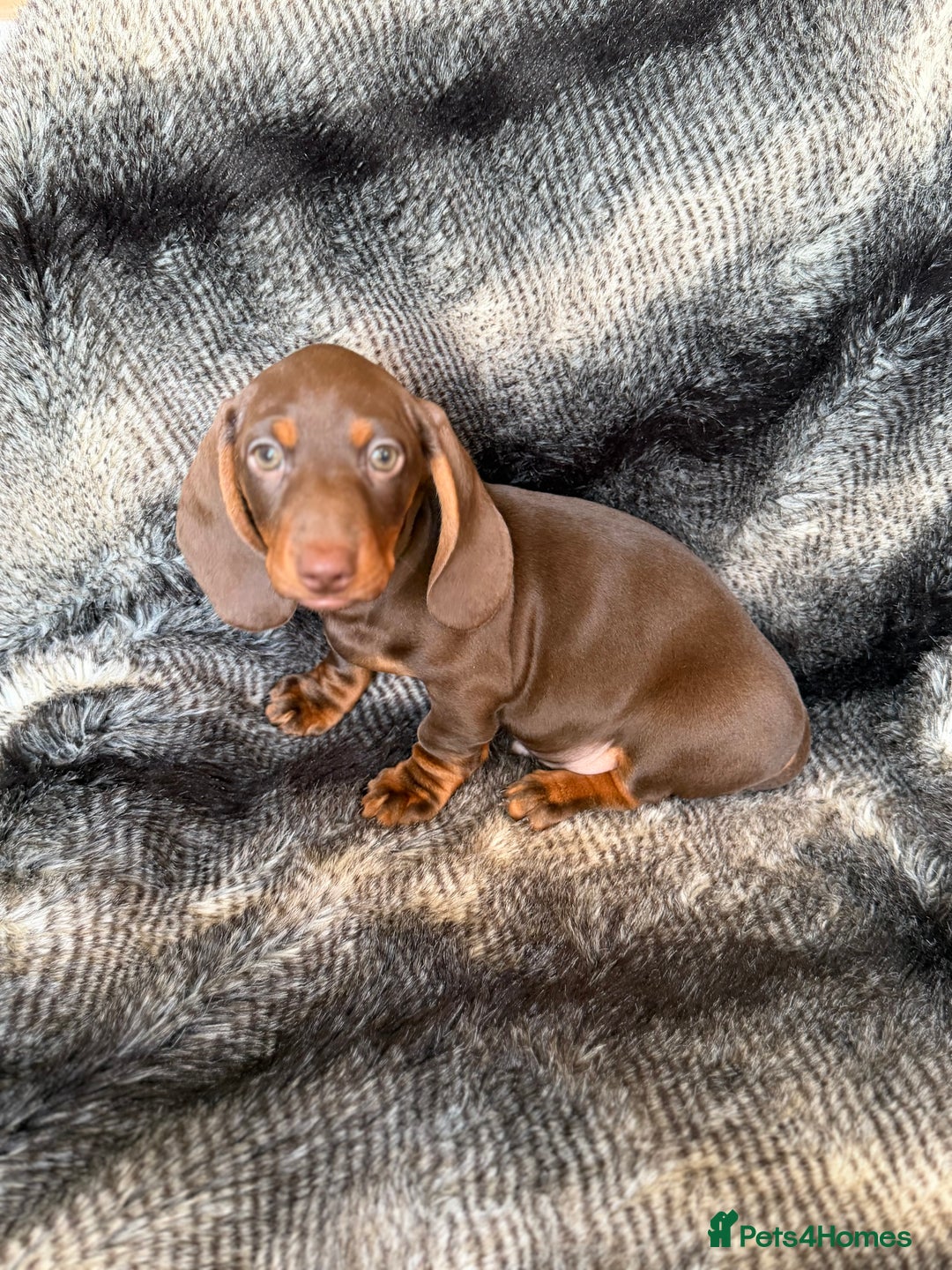 Miniature Dachshund dogs for sale: KC Registered Miniature Shorthaired Dachshund - Advert 18