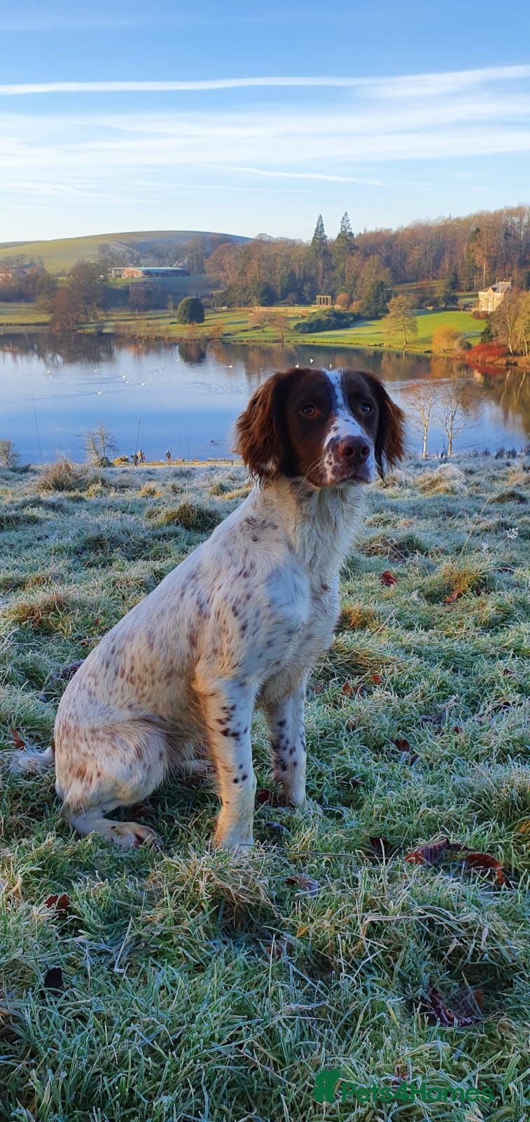 English Springer Spaniel dogs KC registered English Springer Spaniel puppies. - Advert 1