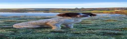 English Springer Spaniel dogs for sale: KC registered English Springer Spaniel puppies. in Skipton - Advert 1