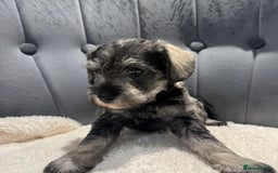 Miniature Schnauzer dogs for sale: Beautiful miniature Schnauzers  - Image 3