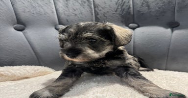 Miniature Schnauzer dogs - Advert 12
