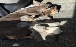 French Bulldog dogs for sale: French bull dog puppies  - Image 7