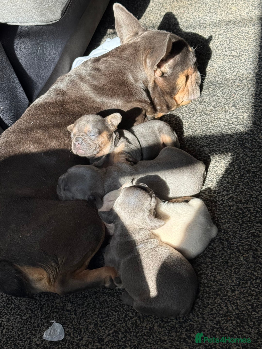 French Bulldog dogs for sale: French bull dog puppies  - Image 7