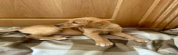 Goldador dogs for sale:  ♥️Gorgeous Puppies Ready For Walks ♥️ - Advert 14