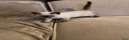 Mixed Breed cats for sale: Beautiful ragdoll cross kittens - Advert 7