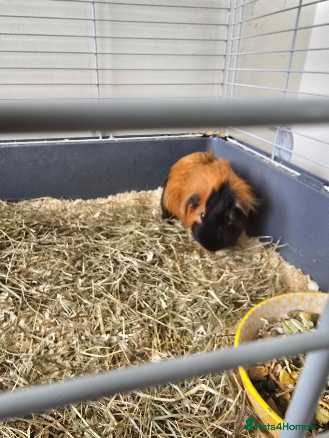 Guinea Pig rodents for sale: 2 MALES & FEMALE  - Advert 5