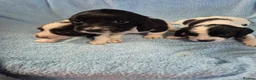 English Springer Spaniel dogs for sale: Springer Spaniel Puppies  - Advert 8
