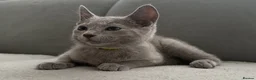 Russian Blue cats for sale: Russian Blue Kittens - Advert 9