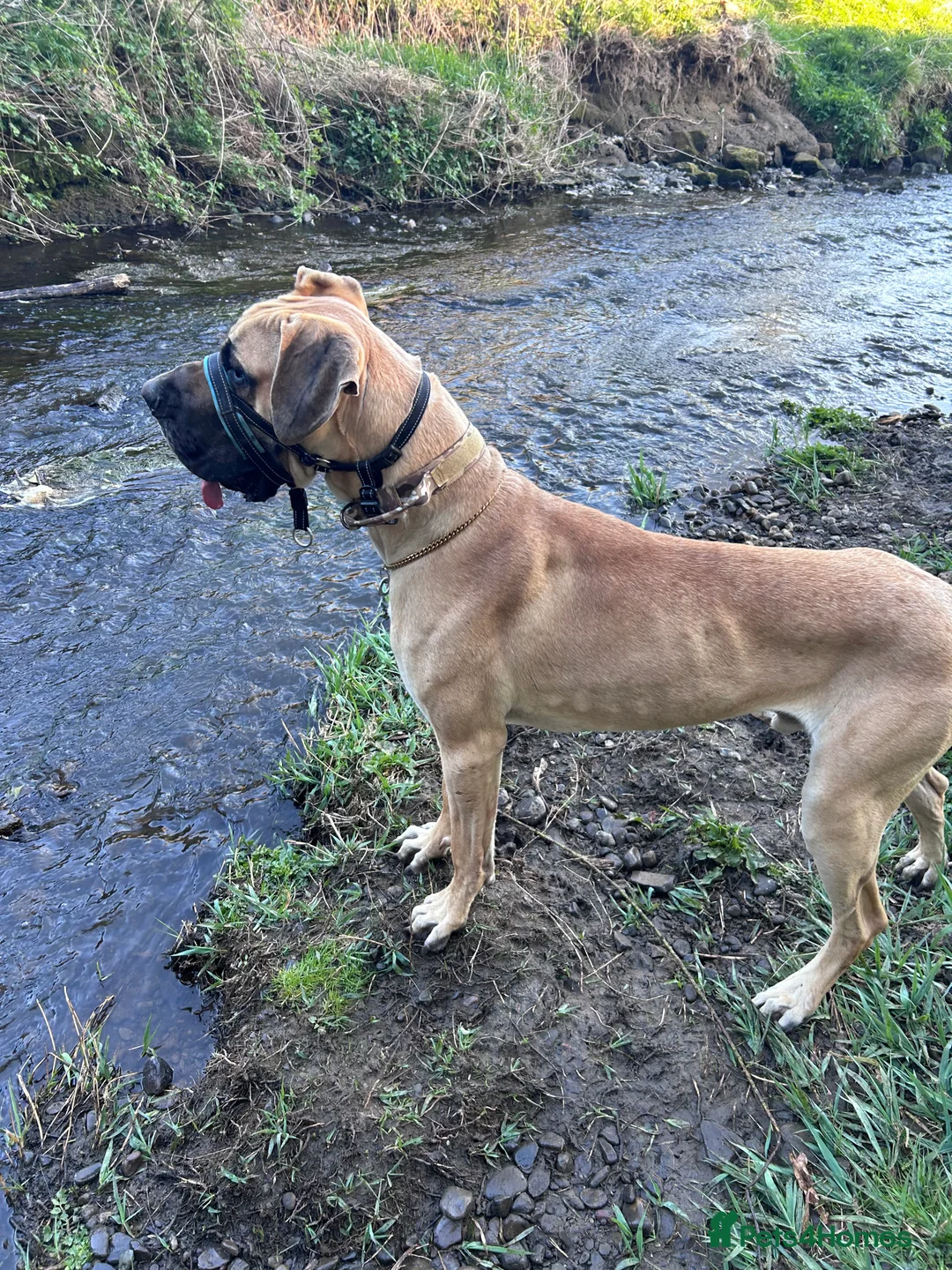 Great Dane dogs for stud: Great Dane to stud - Advert 12