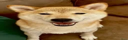 Japanese Shiba Inu dogs for sale: Shiba Inu Full Pedigree Puppies - Advert 10