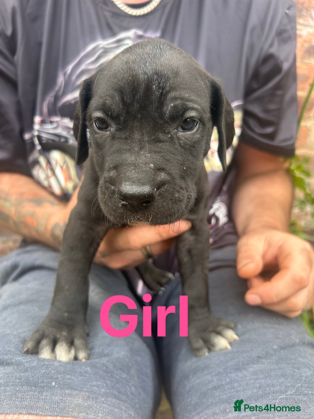 Mixed Breed dogs for sale: Daniff Puppies. Great Dane x Mastiff Ready 23/08 - Image 3