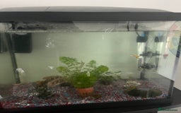 Corys fish for sale: Fish (free) - Advert 1