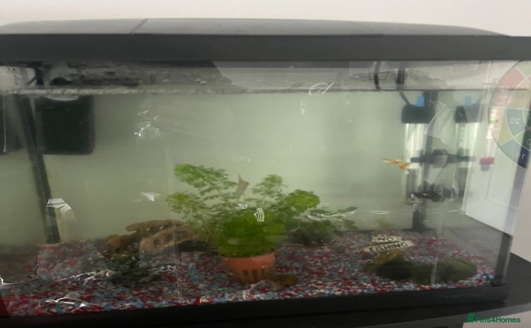 Corys fish Fish (free) - Advert 1