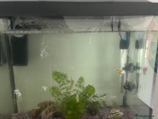 Corys fish Fish (free) - Advert 7