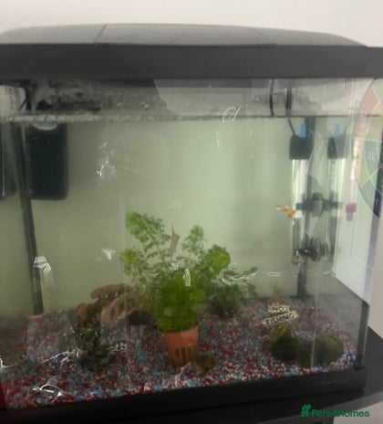 Corys fish Fish (free) - Advert 1