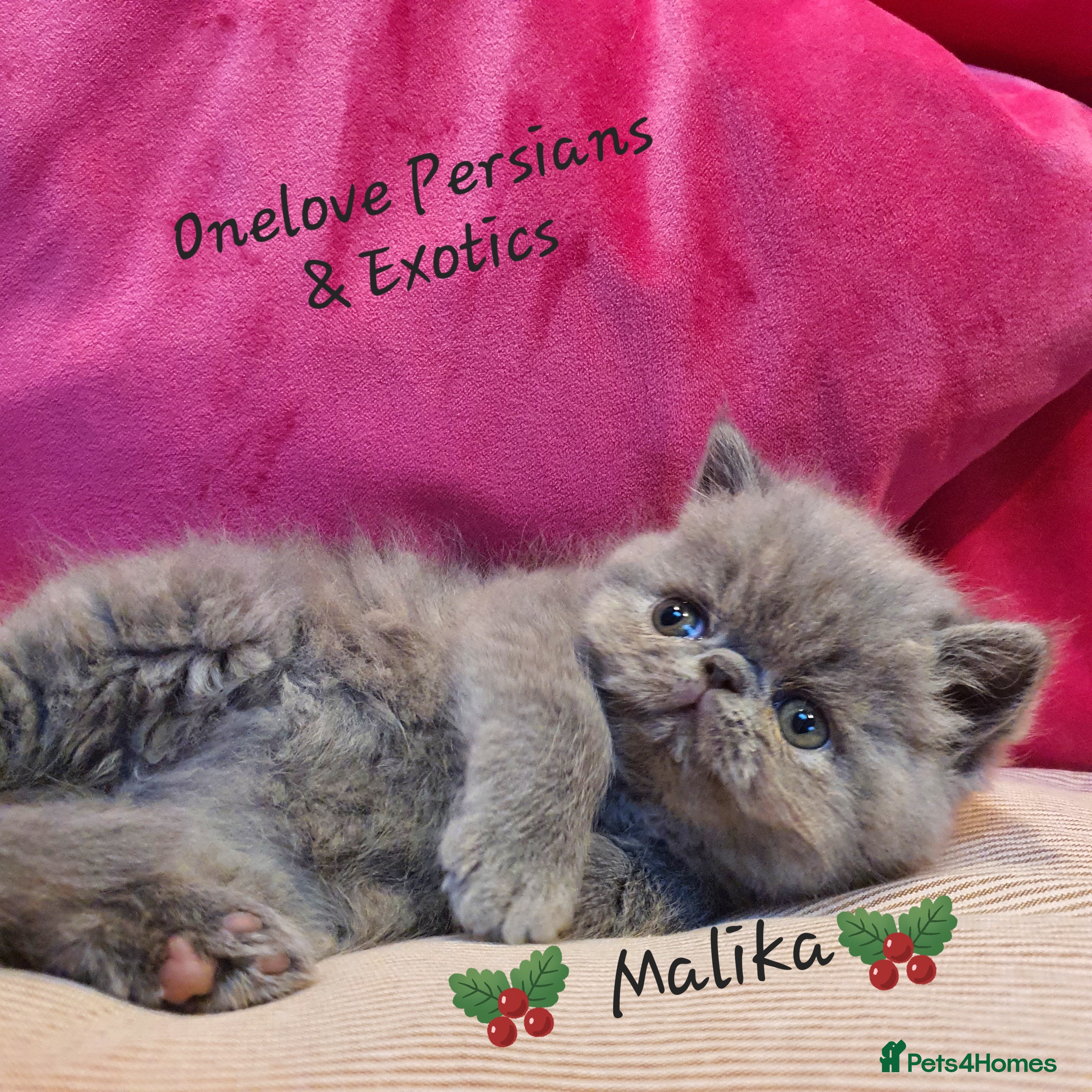 Persian cats Chunky blue/cream Exotic girl  - Advert 2