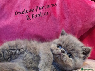 Persian cats Chunky blue/cream Exotic girl - Advert 2