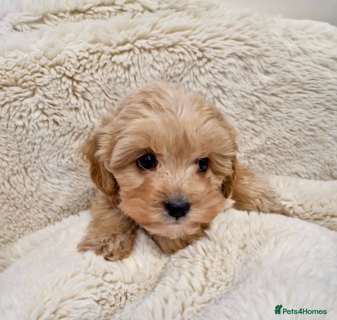Cavapoochon dogs for sale: Cavapoochon puppies DNA/PRA/KC Health Clear 🤍 - Image 3